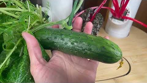 Gardyn 2.0 Hydroponics Growing System Indoor Garden Vertical Garden Planter Review