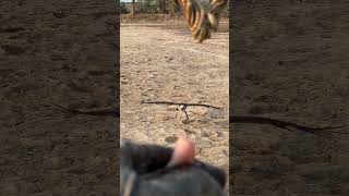eagle training free fly video #fbreels #eagle #eaglehunting #wildlife