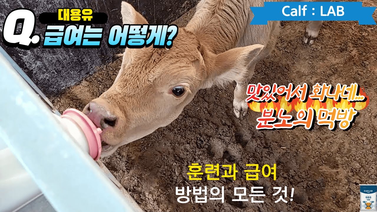 [카프랩] 대용유 급여 방법 영상입니다~!