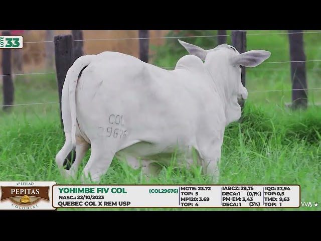 LOTE 33   YOHIMBE FIV COL