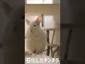 石化したチンチラ