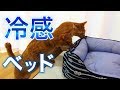 冷感ベッドを初体験！茶トラ猫の茶々とマロンは使ってくれるかな？ファーストインプレッション！