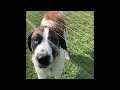 SLO-MO St. Bernard sprinkler action. Gums, ears and lips flapping like crazy. Hilarious!