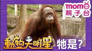 動物大明星 S2【猩猩】第2季 第04集｜認識動物｜自然生態｜魚類｜爬蟲類｜昆蟲｜海洋生物｜哺乳類｜Animal big star｜兒童電視節目【親子台｜官方HD完整版】momokids