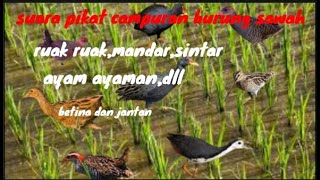 Kombinasi Suara pikat burung sawah 2023 sangat ampuh untuk pemaggil hewan buruan