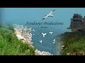 Cliff Edge Aviators : The Birds of Bempton Cliffs