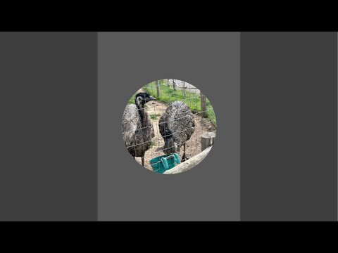 Maria  F  is live