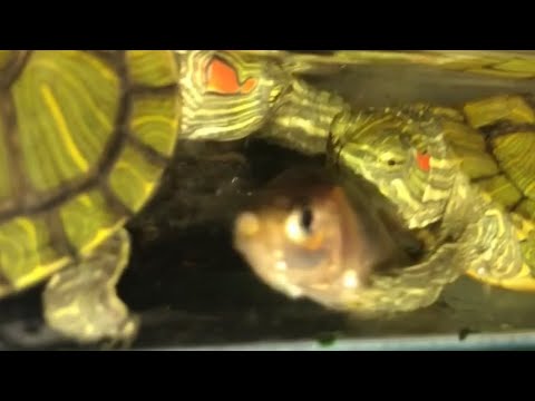 camera iphone 8 plus apk Turtles love fish watch them hunt!
