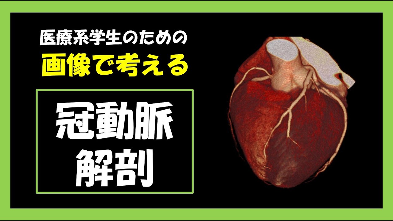 【医療系国家試験】冠動脈の解剖