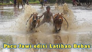 Download Lagu PACU JAWI (COW RACE) Agustus 2025 Jorong Padang Panjang Bawang/Pariangan MP3