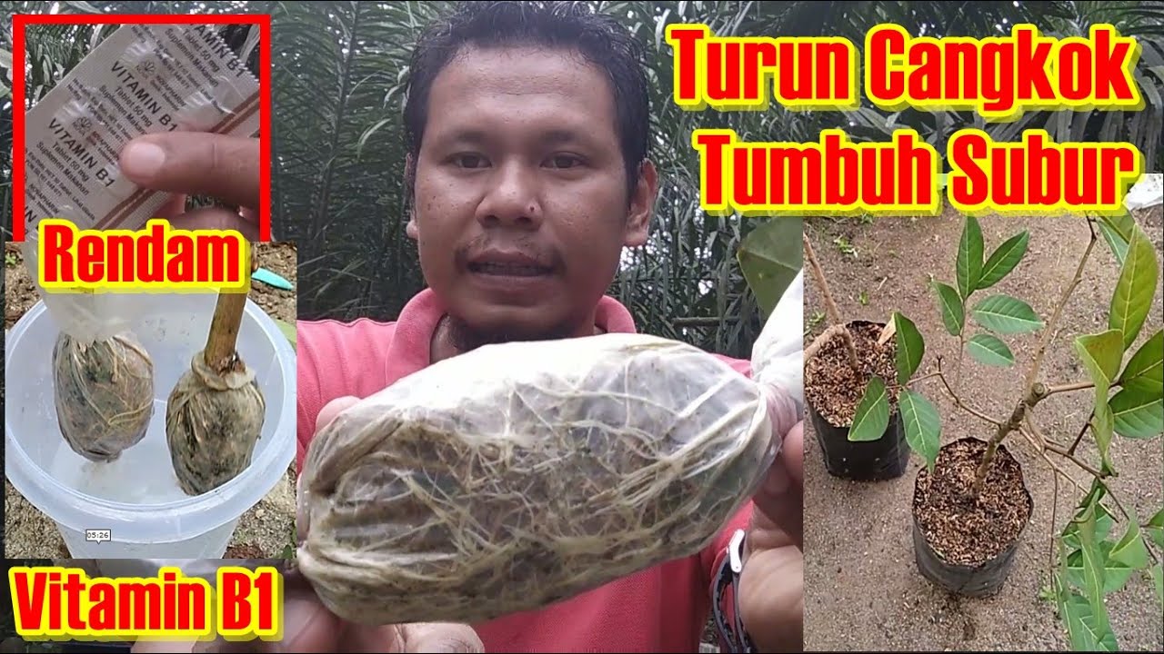 Teknik Turun Cangkok Rambutan Agar Tidak Mati Saat Dipindah