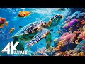 Aquarium 4k ultra  beautiful coral reef fish  relaxing sleep music