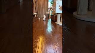 Bantam And Feather Duster Tail Combined To Become Squirrel Cat Minute Bantam Cat