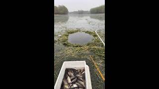 Tiny me challenges eating 20 jin.