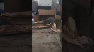 CATS Molly Rex Buzz playing in box with paper