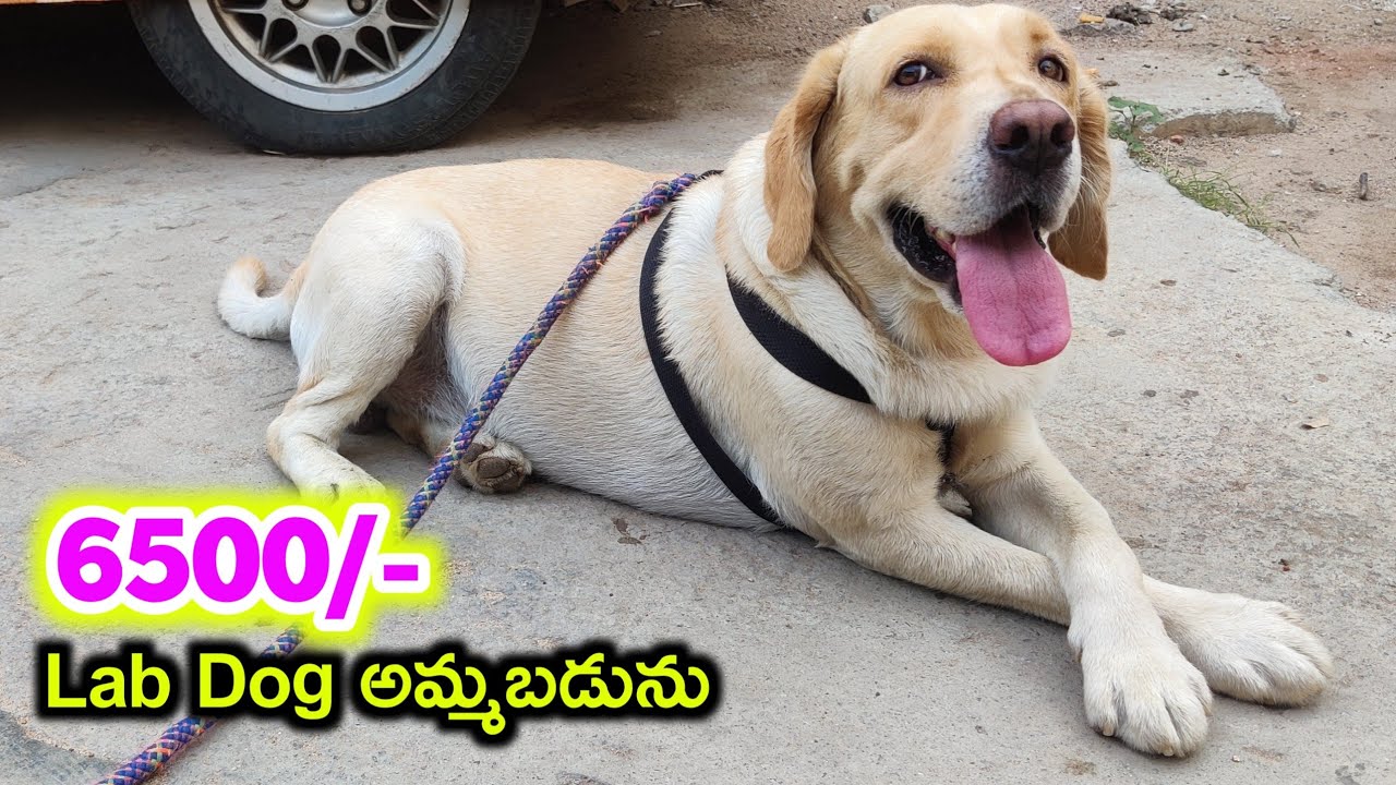 top quality Lab dog for sale in telugu/ 6302 969 254 /aj pets YouTube