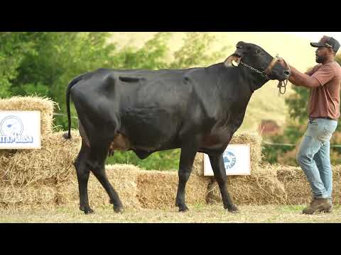 LOTE 24 • LEILÃO TRÍPLICE COROA GIROLANDO CAFARNAUM • 6704CC