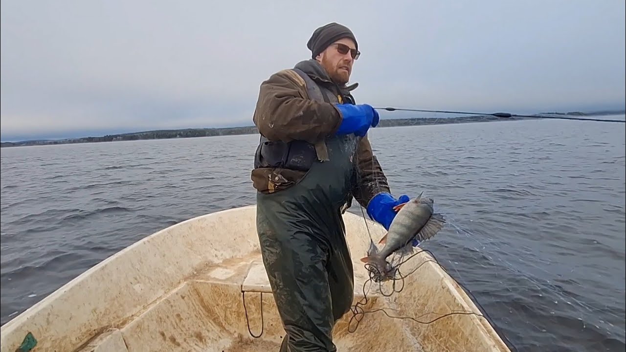 Verkoilla Pielisellä 11.11.25. Asiaa TAIMENISTA!! 