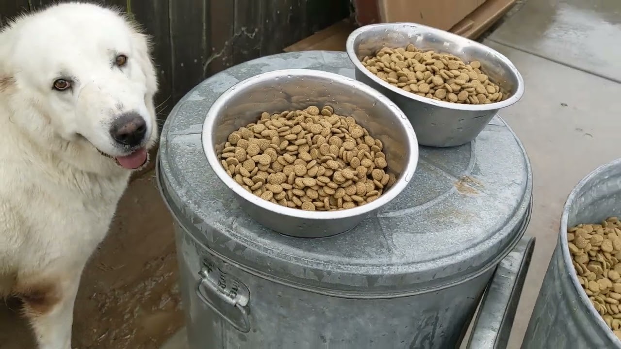 Alabai's time. The amount of food per day 