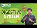 An Overview of Digestive System