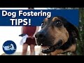 How to Become a Dog Foster Carer!