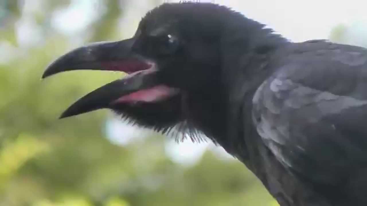 Jungle crow (Corvus macrorhynchos)