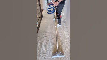 How To Steam Clean Carpet Professionally