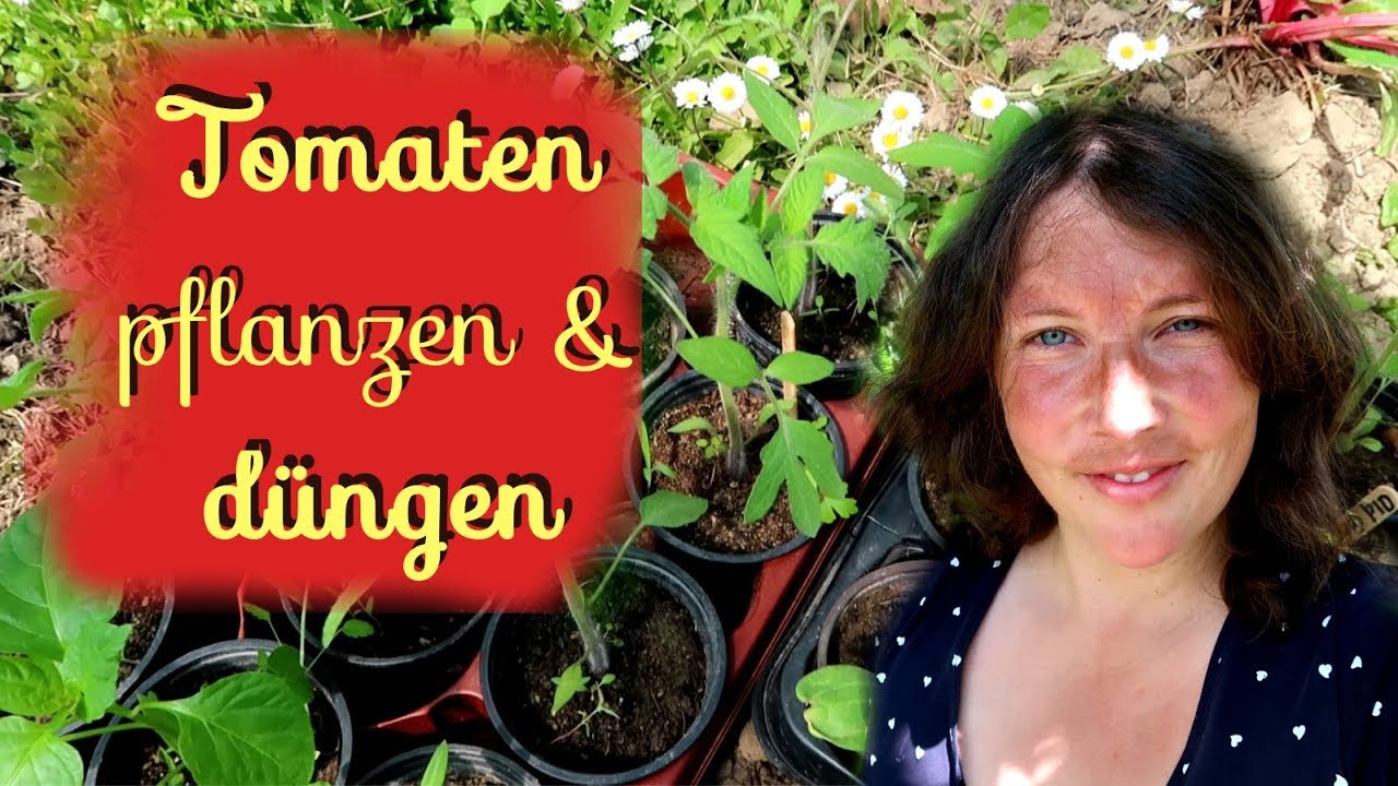 Tomaten Pflanzen Dungen Tomatenunterstand Im Garten Youtube