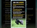 Gorilla Facts That Will Break Your Heart &amp; Blow Your Mind