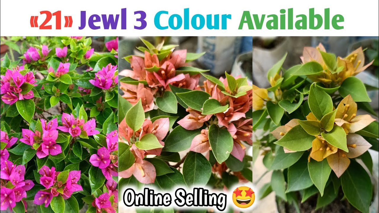 🔴 DIWALI OFFERS 🤩 100+ Variety Bougainville Plants Online Selling 🌱🥳