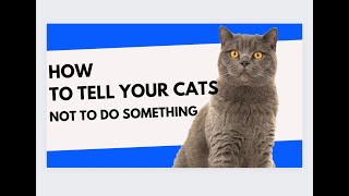 HOW TO TELL YOUR CATS NOT TO DO SOMETHING #shortfeed #catfacts by Cat Supplies 53 views 8 days ago 5 minutes, 15 seconds