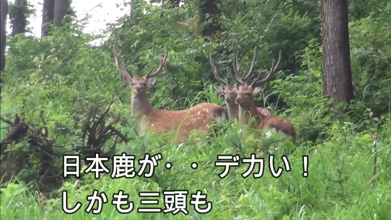 山地司、【鹿の住む森-3】、希少な額装用画集より、新品額装付、状態良好 山地司、【鹿の住む森-3】、希少な額装用画集より、新品額装付、