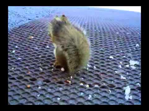 Evil squirrel attacks