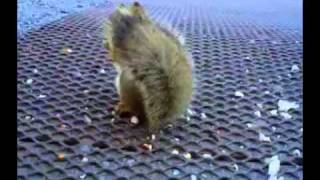 Evil squirrel attacks