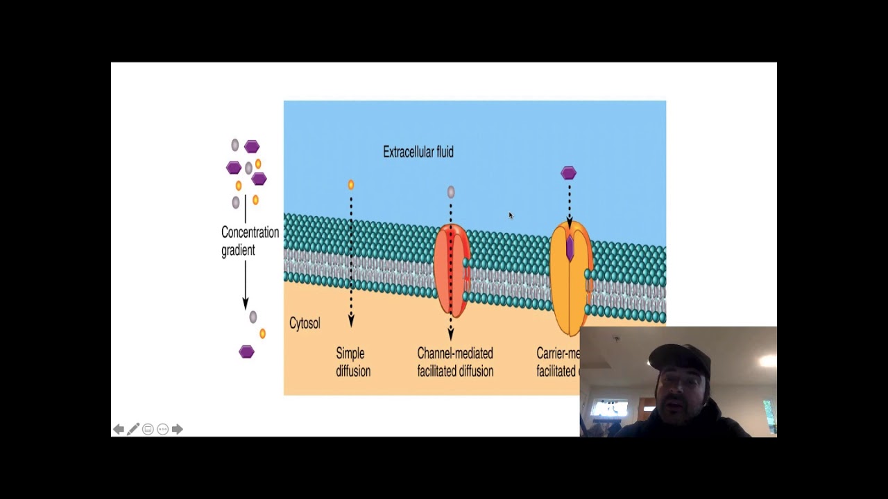 Lecture 1 Primary Active Transport and the ECG