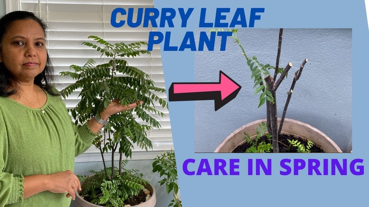 Curry Leaf Plant- Care in Spring