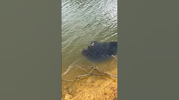 Kinh hoàng Câu Cá tại đập nước sạch lớn! #cauca #fishing #fish