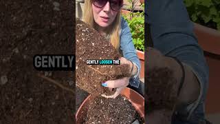 How To Plant Gooseberries In Containers