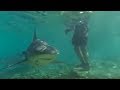 Swimming with Bull Sharks | CAUTION! | Smart Sharks | BBC Earth