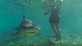 Swimming with Bull Sharks | CAUTION! | Smart Sharks | BBC Earth