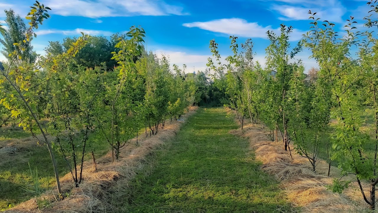 La pacciamatura mi basta - (7 maggio 2025)