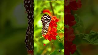 Amazing 4K 60FPS OLED TEST / HDR TEST #shorts #wildlife #4kuhd #4kultrahd #lion #4k