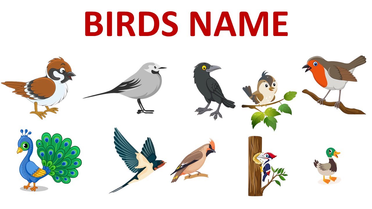 Birds Name | Birds Name For Kids | Music and Movement for Preschool