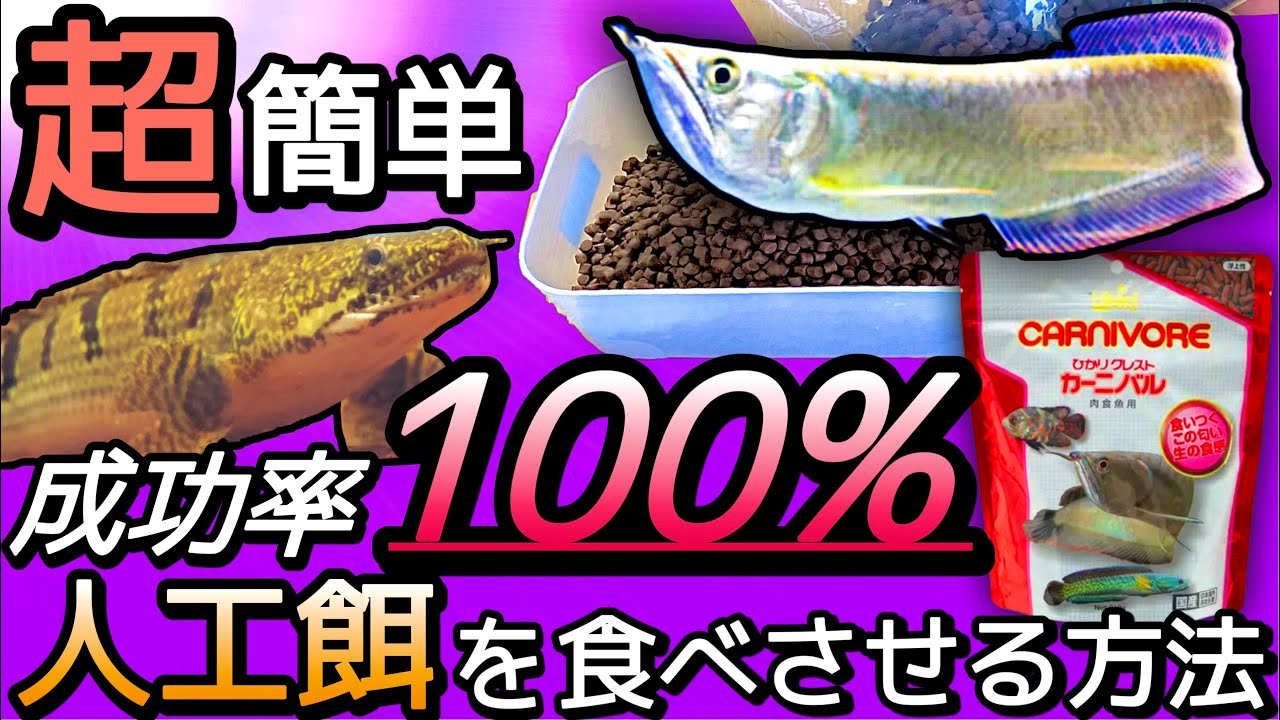 I Will Show You How To Feed Bichir Artificial Food Youtube