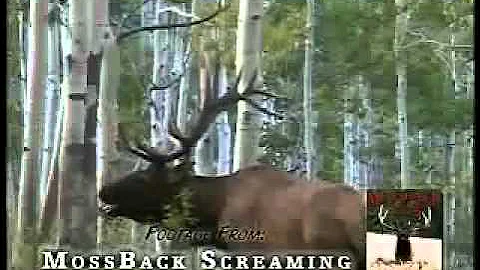 MossBack Screaming Bulls Volume 3 Trailer