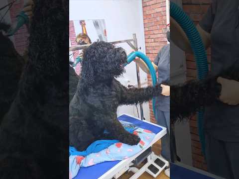 Bear grooming 😄 Черный русский терьер #groom #grooming #dog #doggroom #puppy #puppies