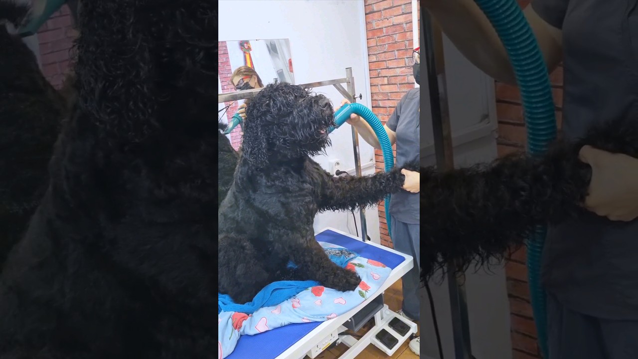 Bear grooming 😄 Черный русский терьер 