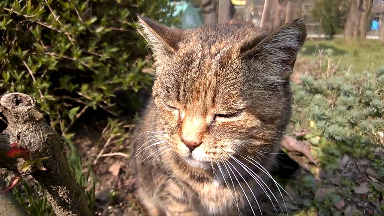 Sneezing cat! - YouTube