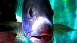 Full Staring contest with Deadly fish Guide