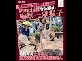 美國網紅「迷因幣人」擅闖Panchi君所在猴山 嚇壞一眾猴子